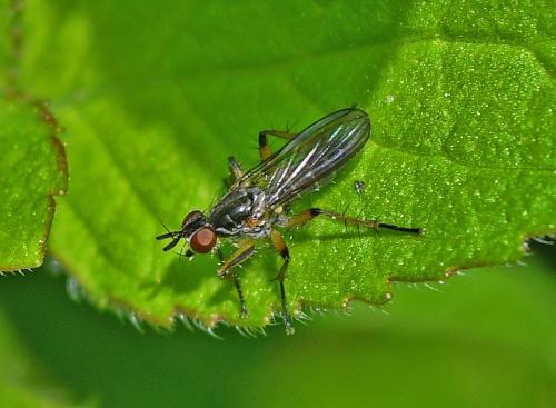 Cleigastra apicalis